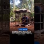 GARIMPEIRO FICA EM “GAIOLA ” PARA ESCAPAR DAS ONÇAS ENQUANTO ESPERA CARONA NO MEIO DA SELVA.