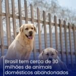 Brasil tem cerca de 30 milhões de animais domésticos abandonados