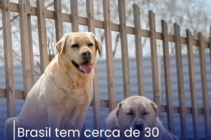 Brasil tem cerca de 30 milhões de animais domésticos abandonados