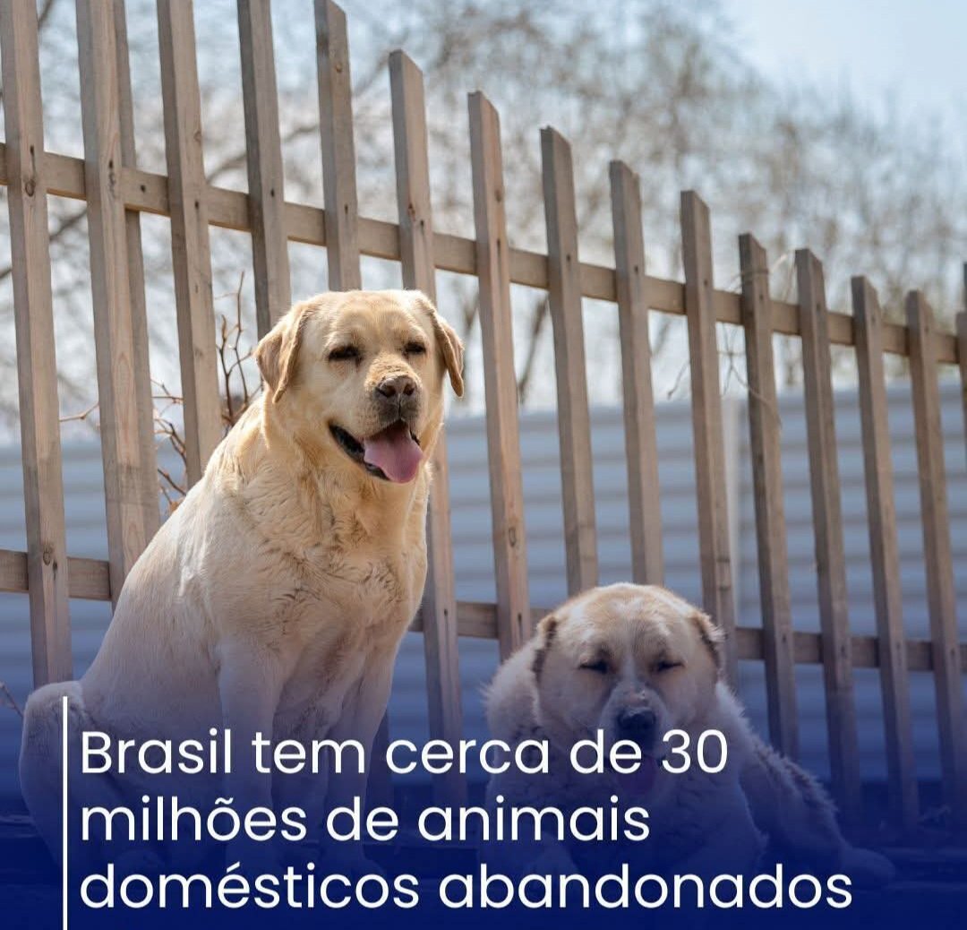 Brasil tem cerca de 30 milhões de animais domésticos abandonados