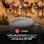 Leite de jumenta entra no mercado premium, litro ultrapassa R$ 280