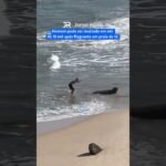 Homem pode ser multado em até R$ 10 mil após flagrante em praia de SC