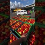 Várias toneladas de tomate foram jogadas no lixo por falta de comprador na CEASE em Recife!