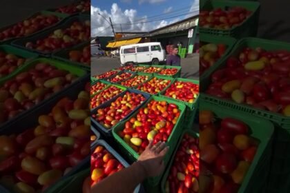Várias toneladas de tomate foram jogadas no lixo por falta de comprador na CEASE em Recife!