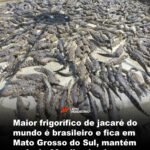 Maior frigorífico de jacaré do mundo é brasileiro e fica em Mato Grosso do Sul, mantém mais de 60 mil animais !
