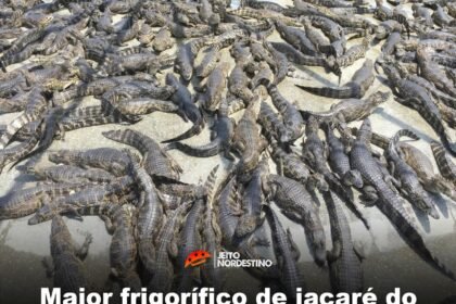 Maior frigorífico de jacaré do mundo é brasileiro e fica em Mato Grosso do Sul, mantém mais de 60 mil animais !