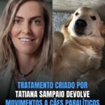 TRATAMENTO CRIADO POR TATIANA SAMPAIO DEVOLVE MOVIMENTOS A CÃES PARALÍTICOS