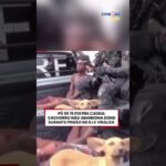 Cachorrinho foi preso em flagrante por tráfico de drogas, junto com seu tutor no Rio de Janeiro !