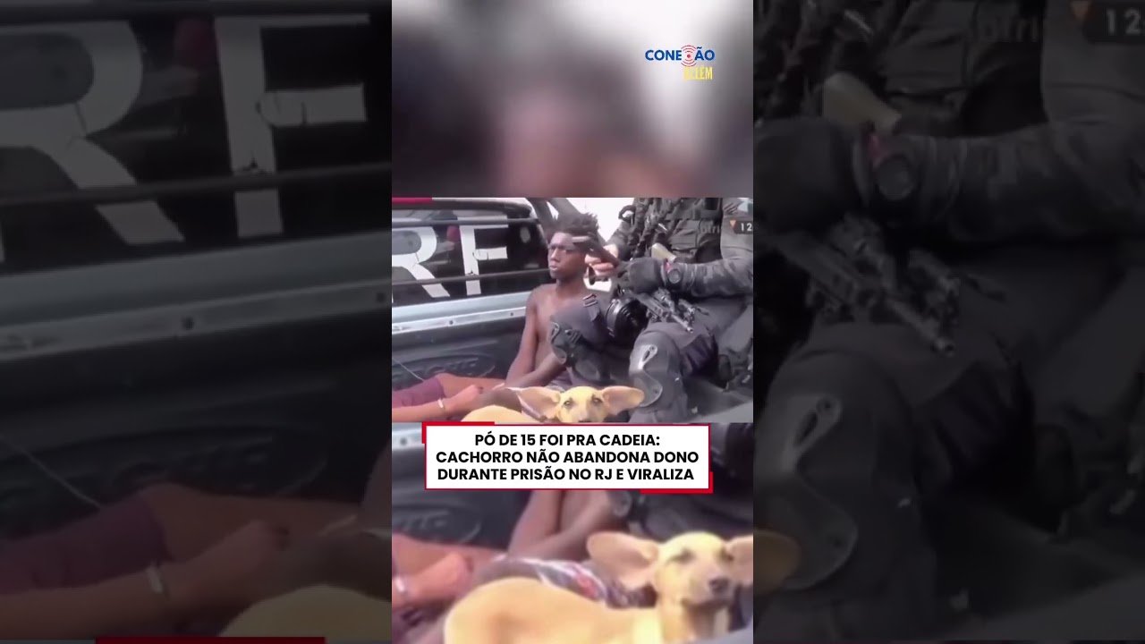 Cachorrinho foi preso em flagrante por tráfico de drogas, junto com seu tutor no Rio de Janeiro !