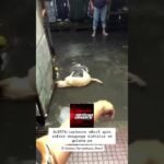 Cachorrinho morreu eletrocutado em poça d’água no centro da cidade de Goiana em Pernambuco!