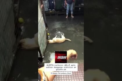 Cachorrinho morreu eletrocutado em poça d’água no centro da cidade de Goiana em Pernambuco!