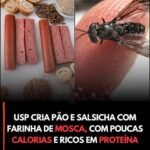 USP CRIA PÃO E SALSICHA COM FARINHA DE MOSCA, COM POUCAS CALORIAS E RICOS EM PROTEÍNA !