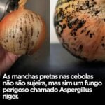 As manchas pretas nas cebolasnão são sujeira, mas sim um fungo perigoso chamado Aspergillus niger