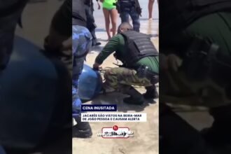 Três jacarés foram capturado na praia em João Pessoa!
