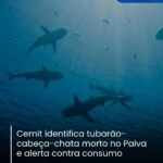 Cemit identifica tubarão- cabeça-chata morto no Paiva e alerta contra consumo