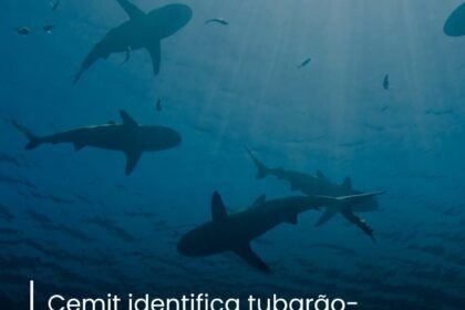 Cemit identifica tubarão- cabeça-chata morto no Paiva e alerta contra consumo