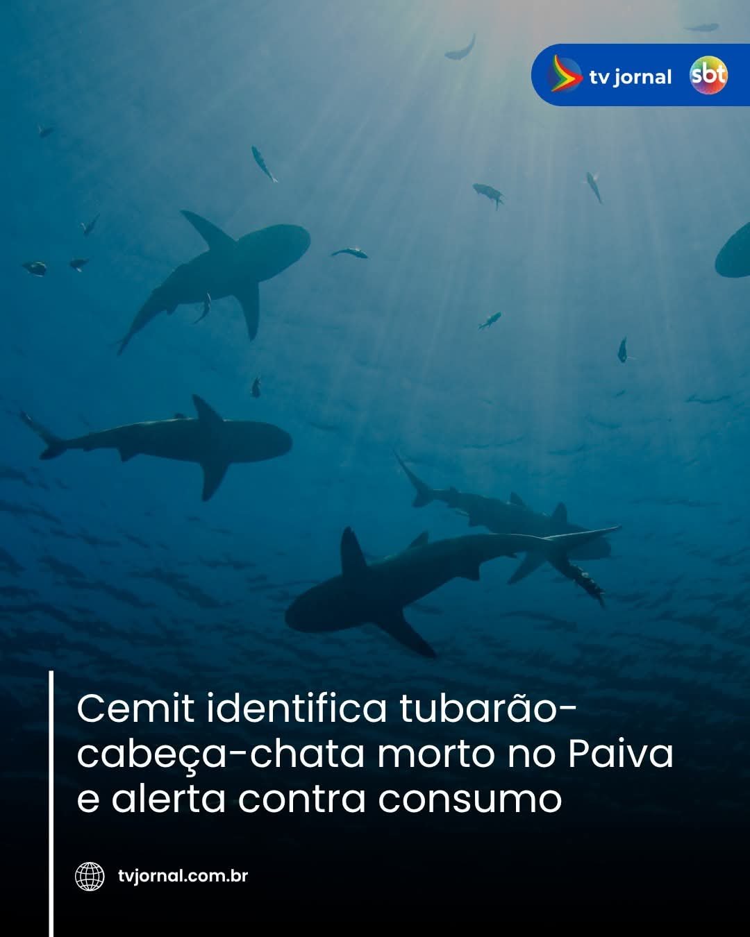 Cemit identifica tubarão- cabeça-chata morto no Paiva e alerta contra consumo
