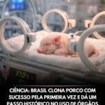 CIÊNCIA: BRASIL CLONA PORCO COM SUCESSO PELA PRIMEIRA VEZ E DÁ UM PASSO HISTÓRICO NO USO DE ÓRGÃOS DE ANIMAIS EM HUMANOS
