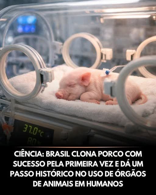 CIÊNCIA: BRASIL CLONA PORCO COM SUCESSO PELA PRIMEIRA VEZ E DÁ UM PASSO HISTÓRICO NO USO DE ÓRGÃOS DE ANIMAIS EM HUMANOS