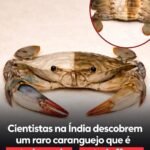 Cientistas na Índia descobrem um raro caranguejo que émetade macho e metade fêmea