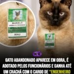 GATO ABANDONADO APARECE EM OBRA, É ADOTADO PELOS FUNCIONÁRIOS E GANHA ATÉ UM CRACHÁ COM O CARGO DE “ENGENHEIRODE SONECAS”