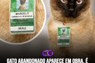 GATO ABANDONADO APARECE EM OBRA, É ADOTADO PELOS FUNCIONÁRIOS E GANHA ATÉ UM CRACHÁ COM O CARGO DE “ENGENHEIRODE SONECAS”