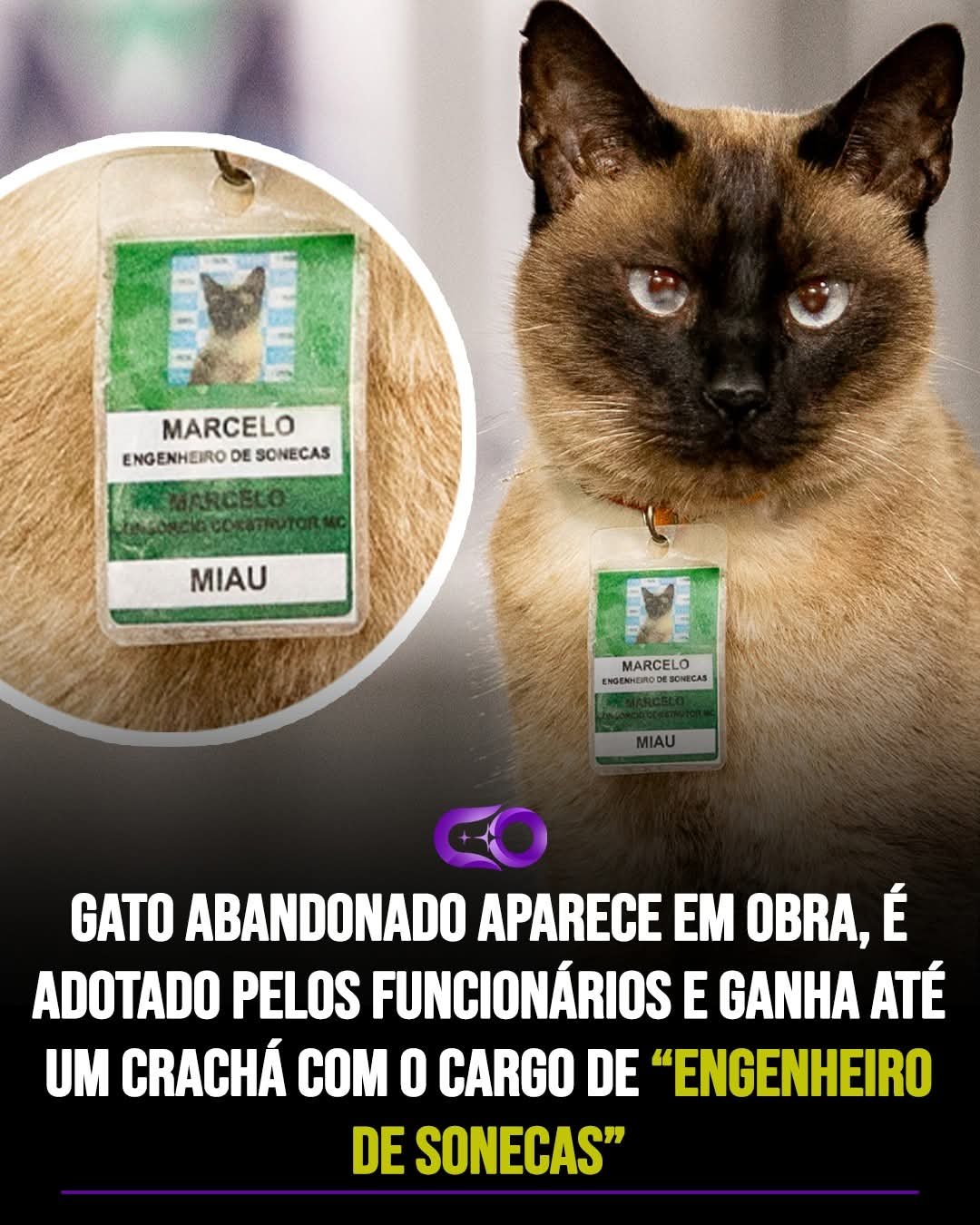 GATO ABANDONADO APARECE EM OBRA, É ADOTADO PELOS FUNCIONÁRIOS E GANHA ATÉ UM CRACHÁ COM O CARGO DE “ENGENHEIRODE SONECAS”