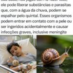 ALERTA NO QUINTAL: Por que você não deve deixar as crianças tocarem em caracóis?
