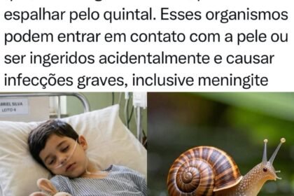 ALERTA NO QUINTAL: Por que você não deve deixar as crianças tocarem em caracóis?