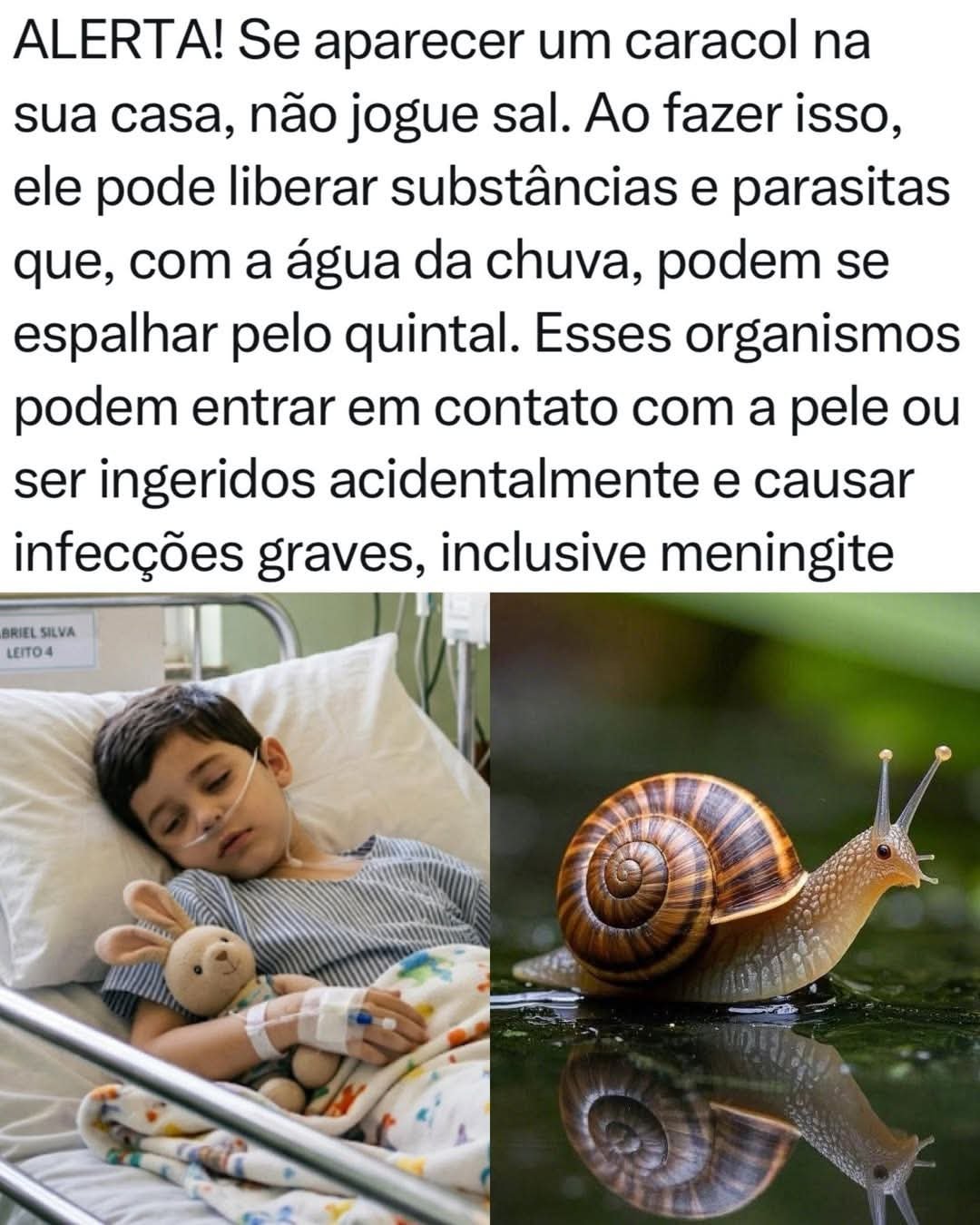ALERTA NO QUINTAL: Por que você não deve deixar as crianças tocarem em caracóis?