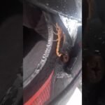 Por um milagre de Deus motociclista não foi picado por escorpião que estava escondido no capacete!