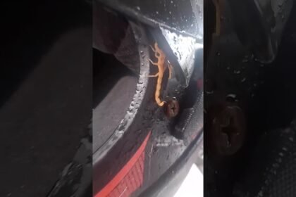 Por um milagre de Deus motociclista não foi picado por escorpião que estava escondido no capacete!