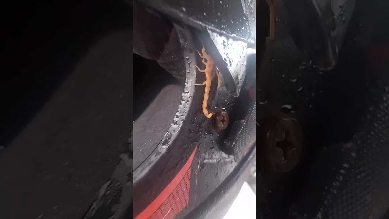 Por um milagre de Deus motociclista não foi picado por escorpião que estava escondido no capacete!