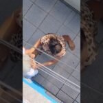 NETA segura avó de 96 enquanto bandido rouba pertences da casa da idosa ! 💔😭