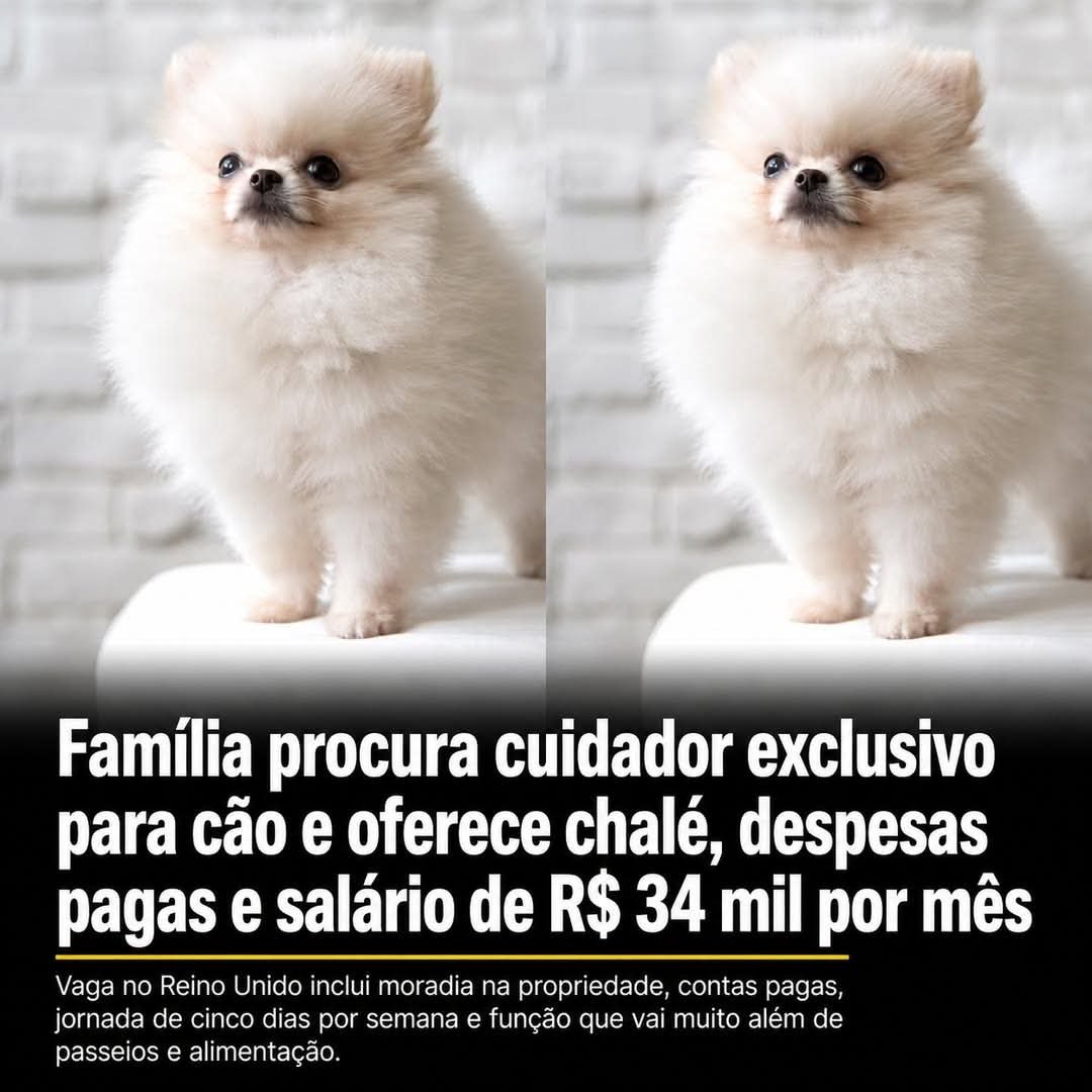 Família procura cuidador exclusivo para cão e oferece chalé, despesas pagas e salário de R$ 34 mil por mês