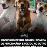 CACHORRO DE RUA GANHOU COMIDA DE FUNCIONÁRIA E VOLTOU NO OUTRO DIA TRAZENDO OUTRO CÃO PARA COMER TAMBÉM