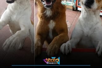 CACHORRO DE RUA GANHOU COMIDA DE FUNCIONÁRIA E VOLTOU NO OUTRO DIA TRAZENDO OUTRO CÃO PARA COMER TAMBÉM