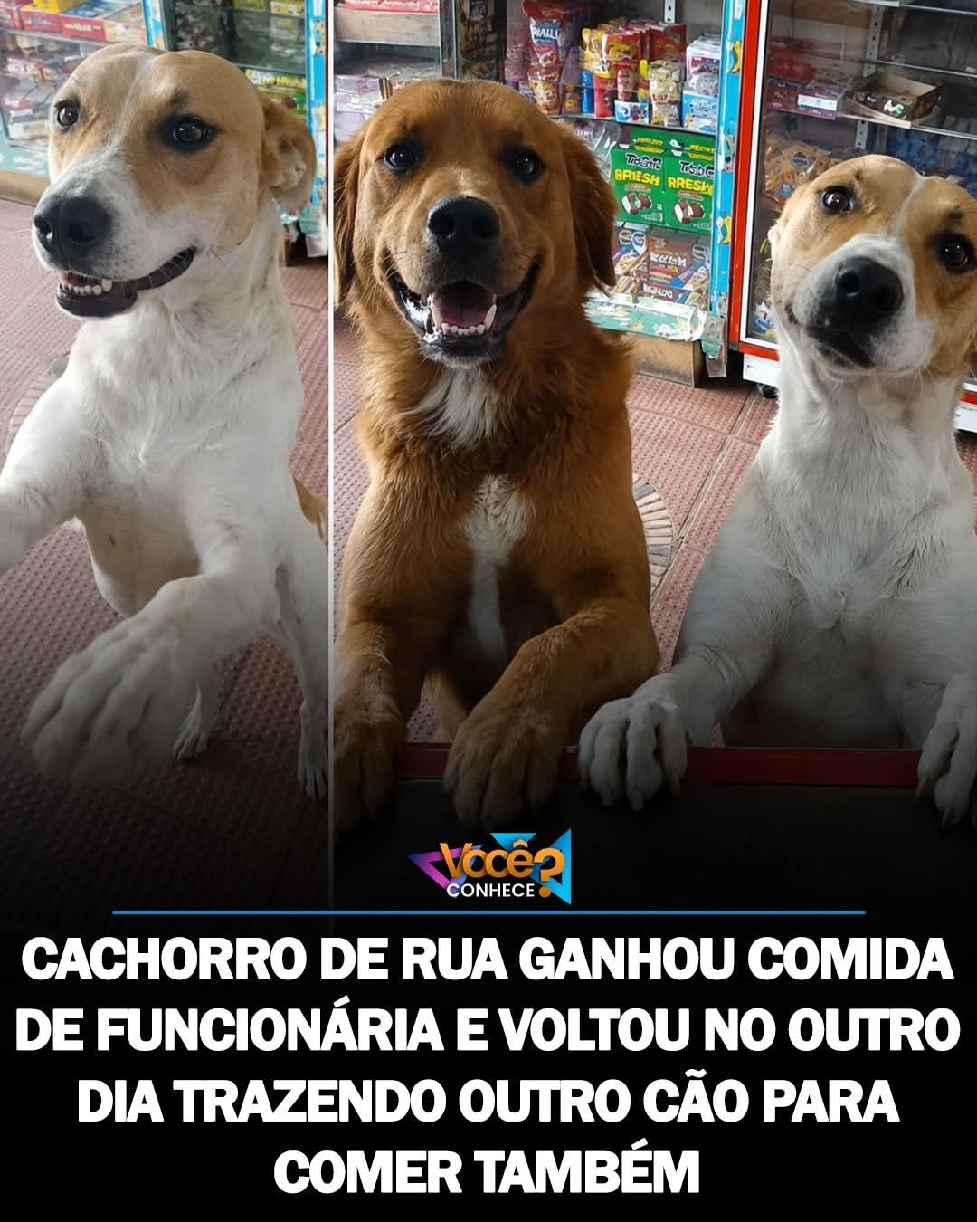 CACHORRO DE RUA GANHOU COMIDA DE FUNCIONÁRIA E VOLTOU NO OUTRO DIA TRAZENDO OUTRO CÃO PARA COMER TAMBÉM