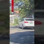 Advogada é presa após ser flagrada abandonando cão em rua do interior de SP Advogada é presa após ser flagrada abandonando cão em rua do interior de SP