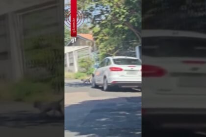 Advogada é presa após ser flagrada abandonando cão em rua do interior de SP