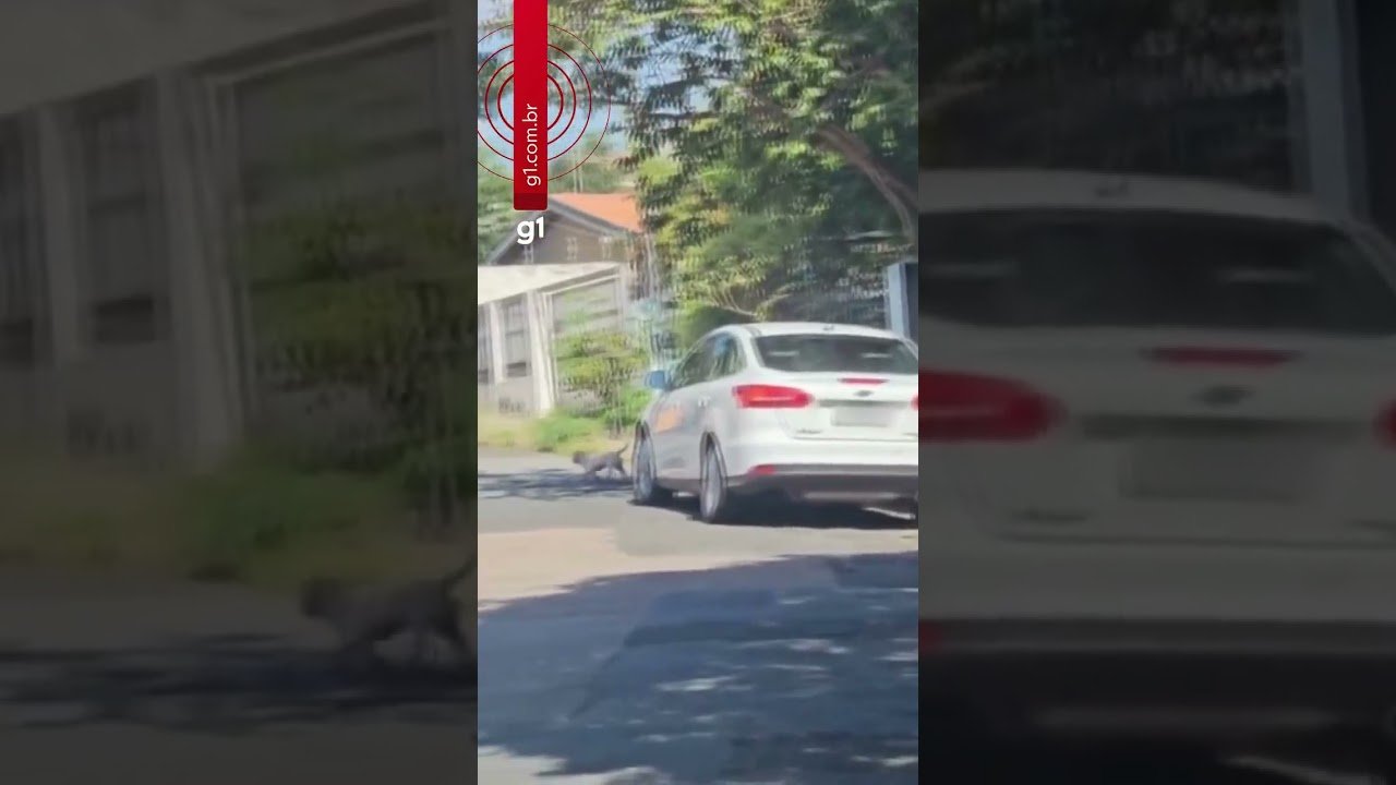 Advogada é presa após ser flagrada abandonando cão em rua do interior de SP
