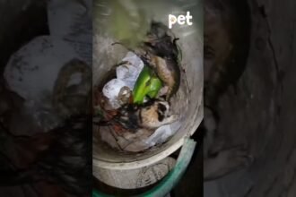 GARIS SALVAM TRÊS GATINHOS QUE FORAM JOGADOS PARA MORRER DENTRO DE SACO DE LIXO !