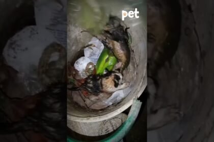 GARIS SALVAM TRÊS GATINHOS QUE FORAM JOGADOS PARA MORRER DENTRO DE SACO DE LIXO !