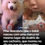 Mãe descobriu que o bebê nasceu com uma marca no mesmo lugar da cicatriz do seu cachorro, que morreu no dia em que ela engravidou Mãe descobriu que o bebê nasceu com uma marca no mesmo lugar da cicatriz do seu cachorro, que morreu no dia em que ela engravidou