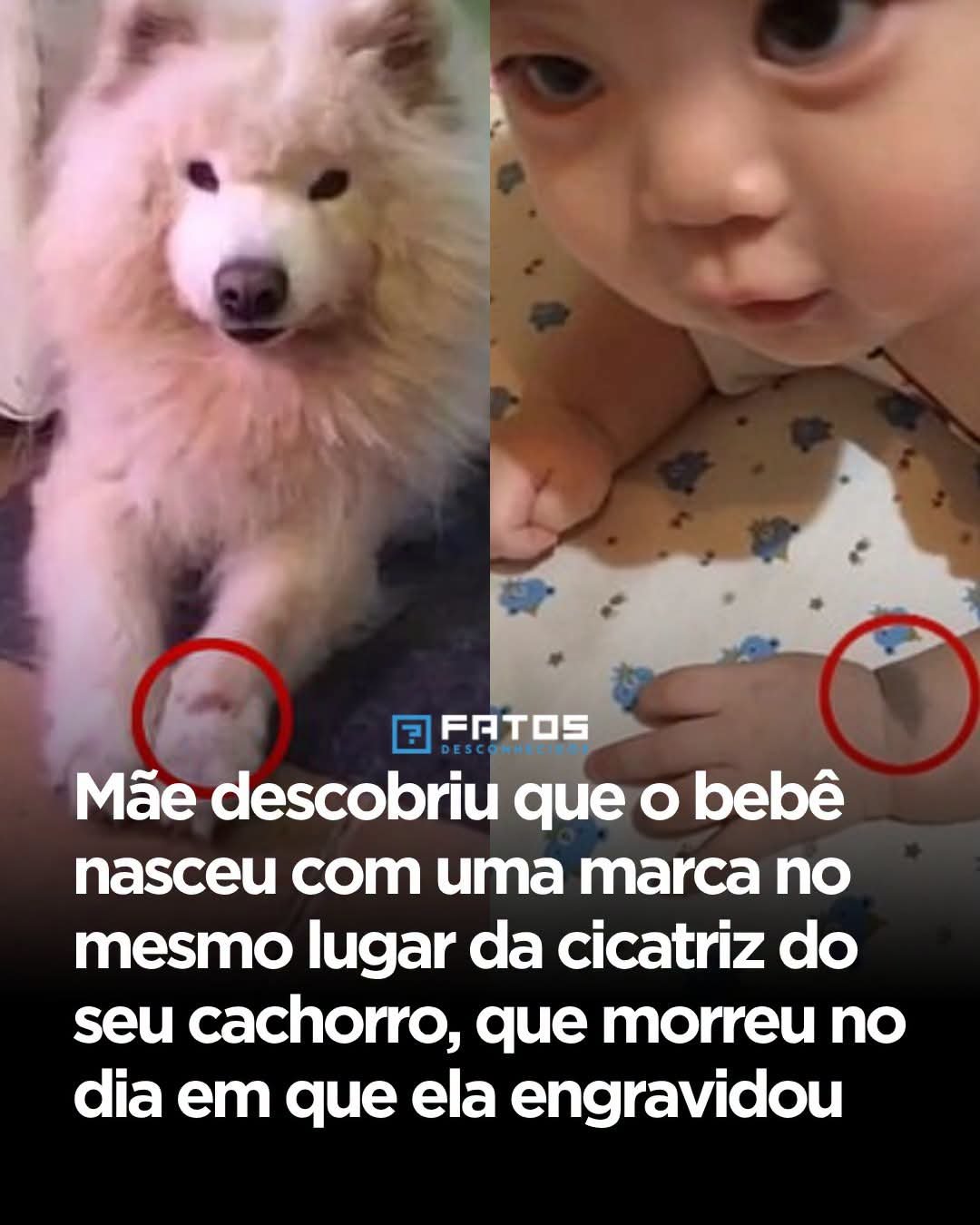 Mãe descobriu que o bebê nasceu com uma marca no mesmo lugar da cicatriz do seu cachorro, que morreu no dia em que ela engravidou Mãe descobriu que o bebê nasceu com uma marca no mesmo lugar da cicatriz do seu cachorro, que morreu no dia em que ela engravidou