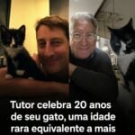 Tutor celebra 20 anos de seu gato, uma idade rara equivalente a mais de 95 anos humanos Tutor celebra 20 anos de seu gato, uma idade rara equivalente a mais de 95 anos humanos