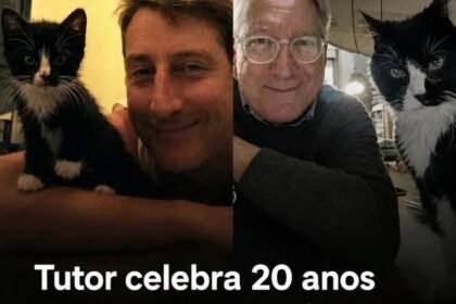 Tutor celebra 20 anos de seu gato, uma idade rara equivalente a mais de 95 anos humanos Tutor celebra 20 anos de seu gato, uma idade rara equivalente a mais de 95 anos humanos