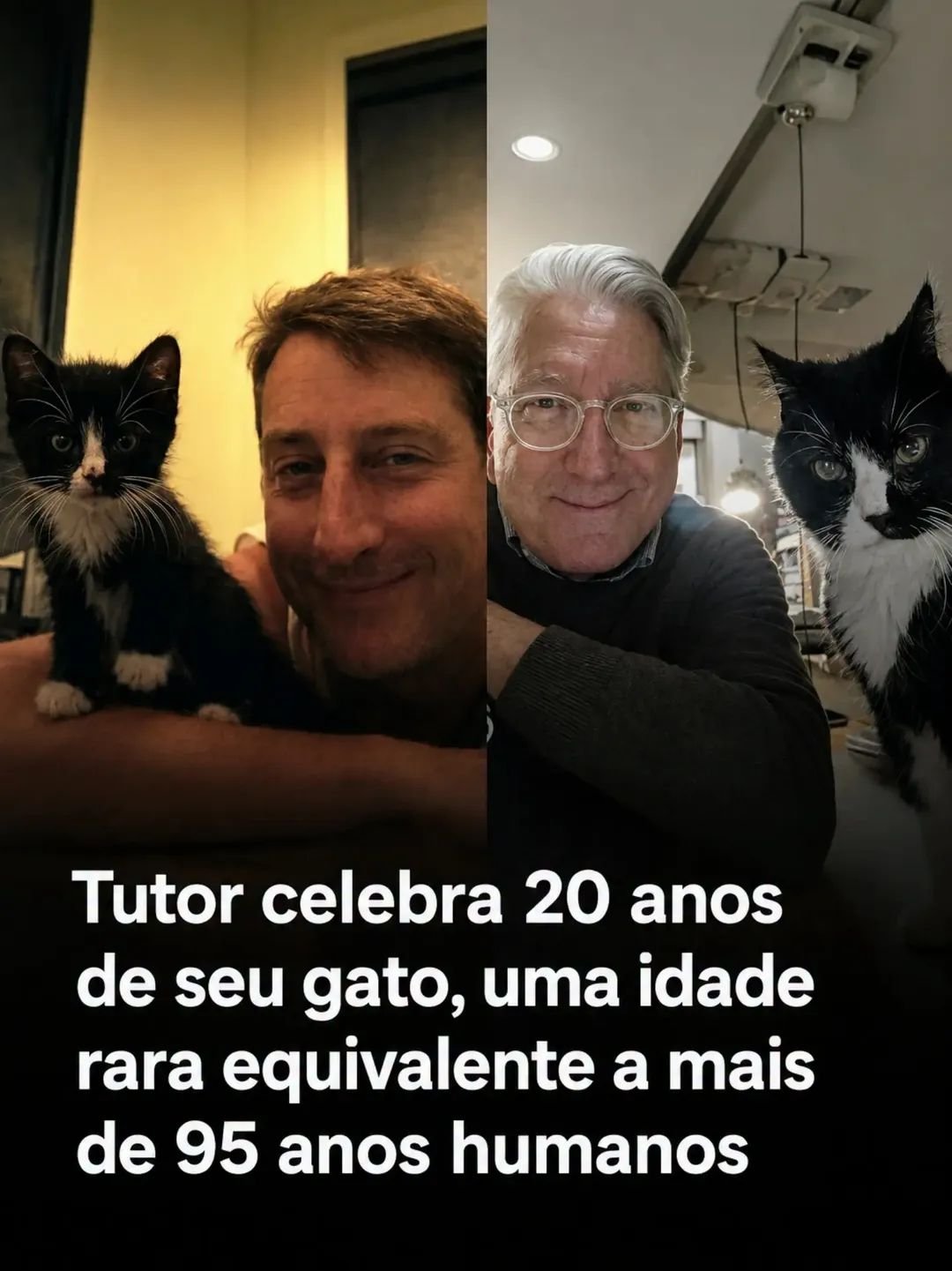Tutor celebra 20 anos de seu gato, uma idade rara equivalente a mais de 95 anos humanos