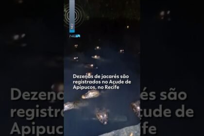 Dezenas de jacarés são registrados no Açude de Apipucos, no Recife Dezenas de jacarés são registrados no Açude de Apipucos, no Recife
