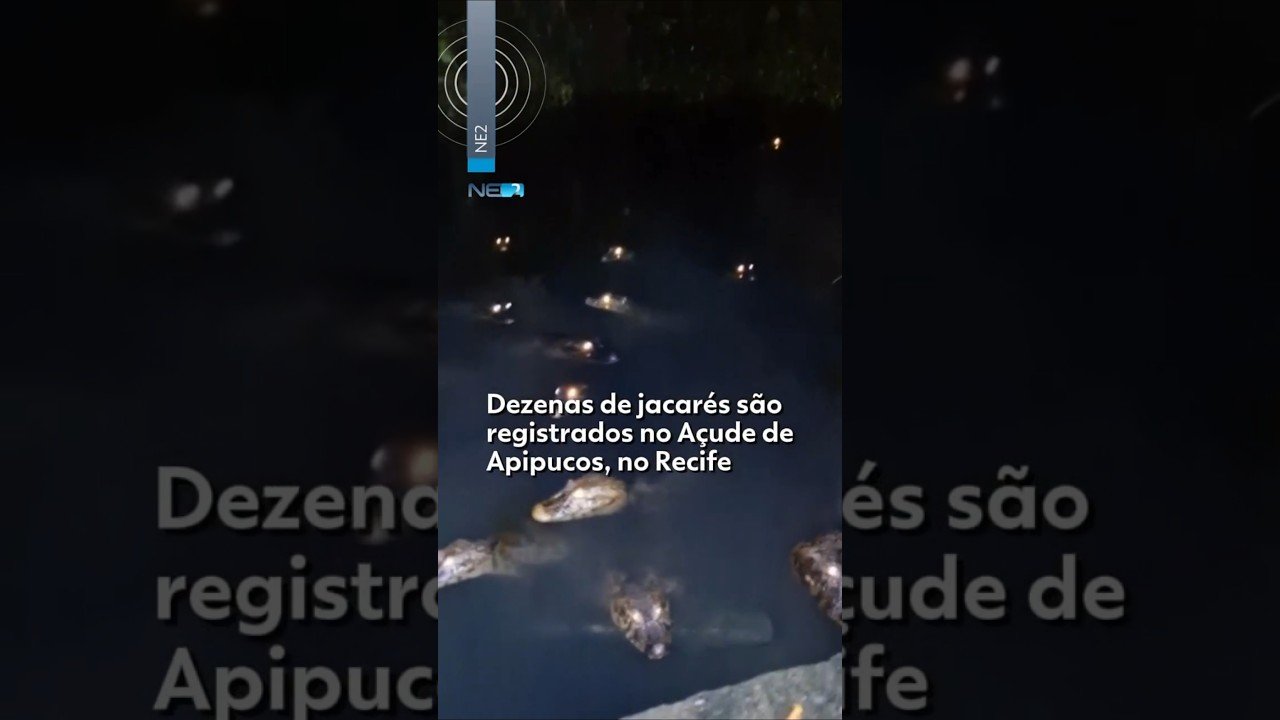 Dezenas de jacarés são registrados no Açude de Apipucos, no Recife Dezenas de jacarés são registrados no Açude de Apipucos, no Recife